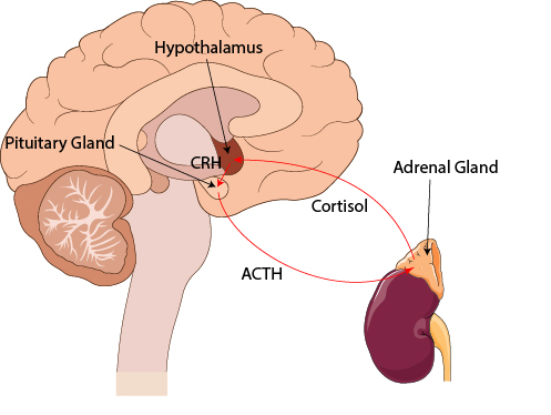 hpa axis diagram